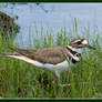 Shelburne Vt Bay Killdeer 2021-06-27 027