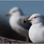 Shelburne Vt Bay Gulls 2022-04-12 012sm