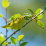 Shelburne Vt Yellow Warbler 2022-06-15 016sm