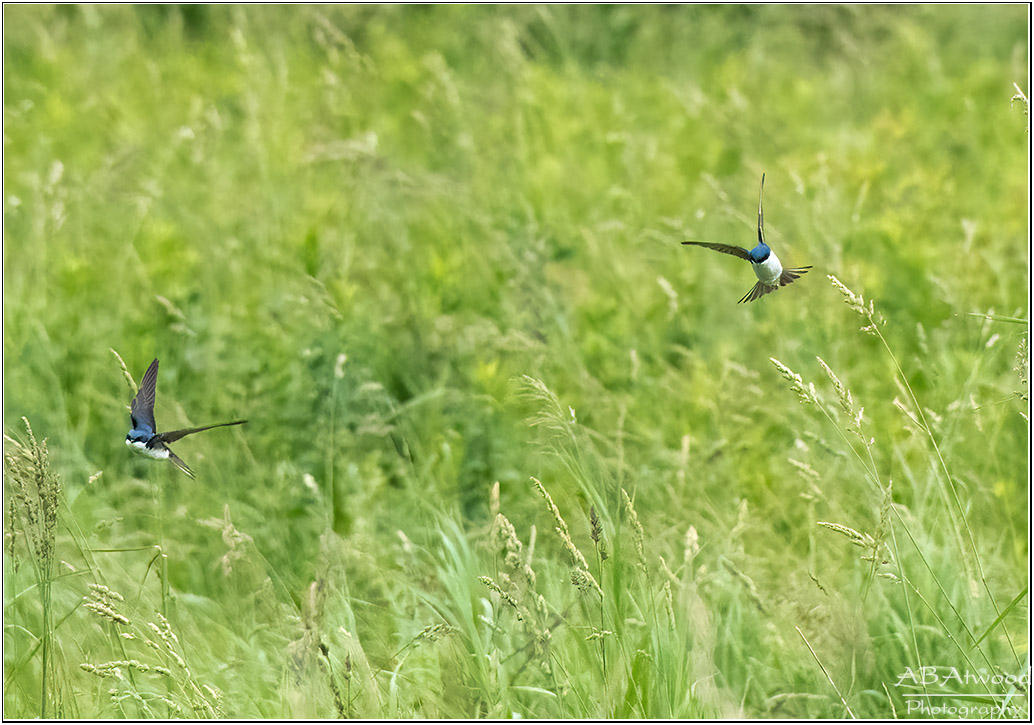 Top Gun: Tree Swallow Style02 by AlanAtwood on DeviantArt