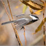 Essex Vt Chickadee 2022-10-30 023sm