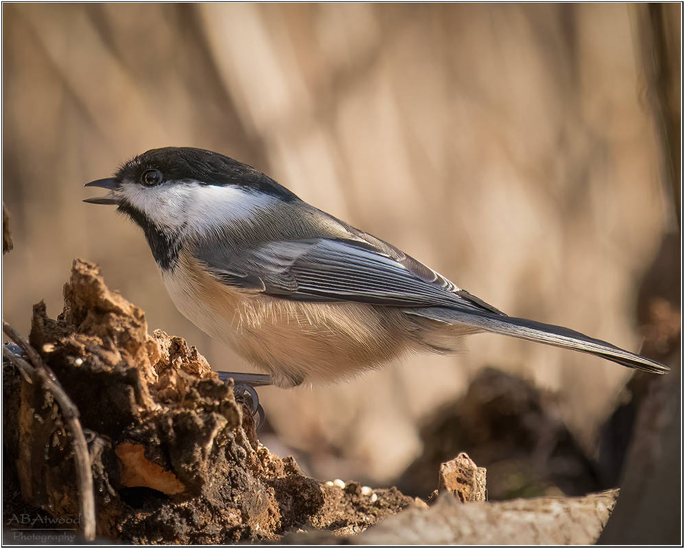 Essex Vt Woodside Chickadee 2022-11-04 020sm by AlanAtwood on DeviantArt