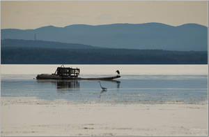 Colchester Vt Delta Park GBHeron 2022-09-09 011s