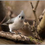 Essex Vt Tufted Titmouse 2022-11-28 004s