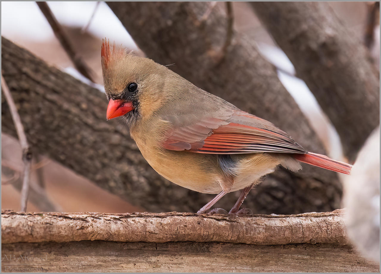 Essex Vt Cardinal Female 2022-12-14 033-Editc by AlanAtwood on DeviantArt