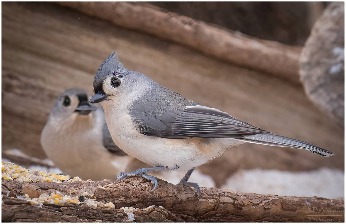 Essex Vt Tufted Titmouse 2022-12-14 013-Editc by AlanAtwood on DeviantArt