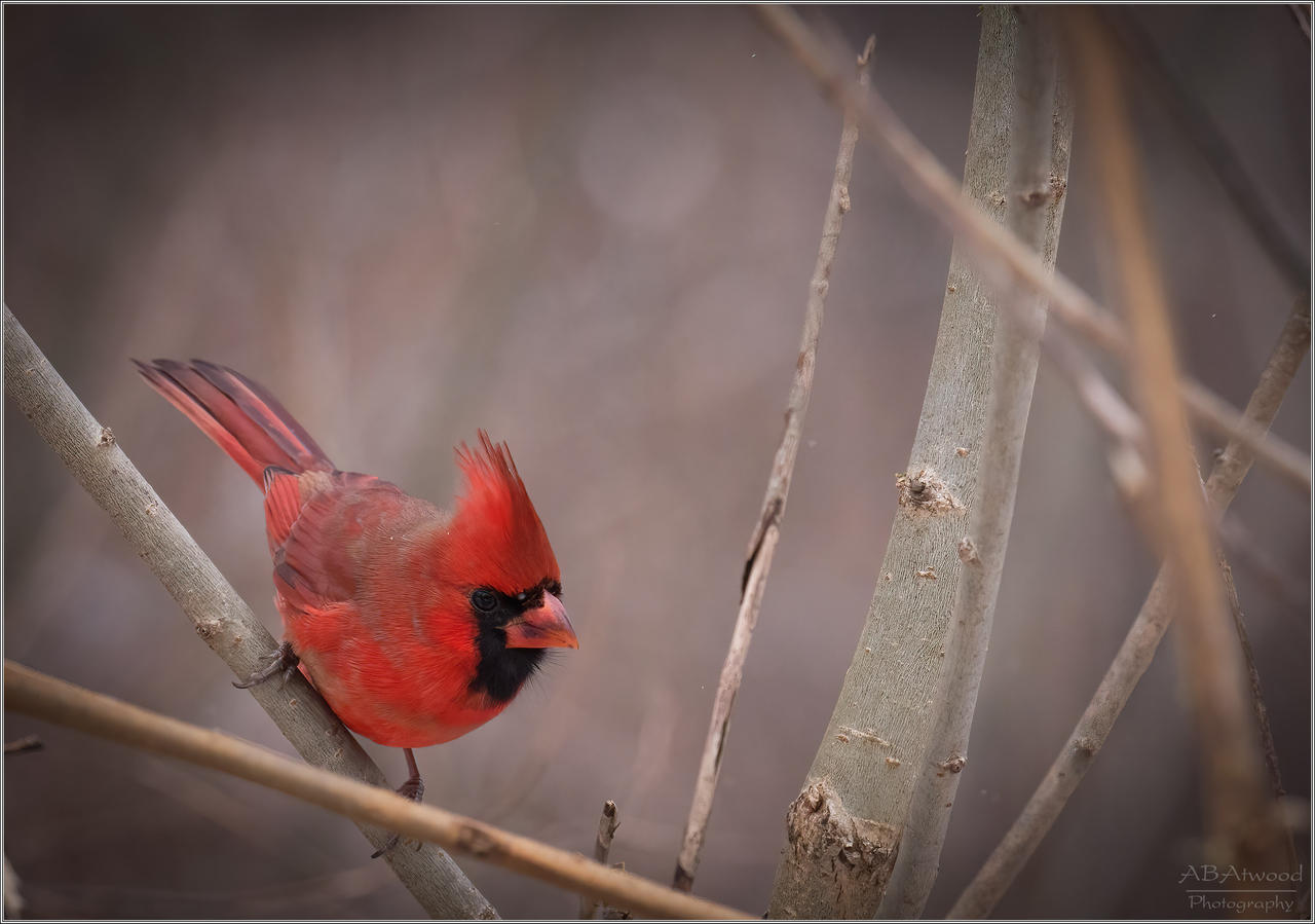 Essex Vt Cardinal Male 2022-12-14 018-Editc by AlanAtwood on DeviantArt