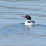 Shelburne Vt Merganser 2023-04-10 061-c