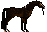 Unnamed Warmblood