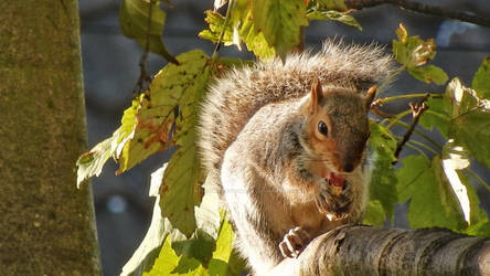 Squirrel Nutkin.