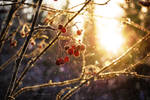 Winter light by Floreina-Arts