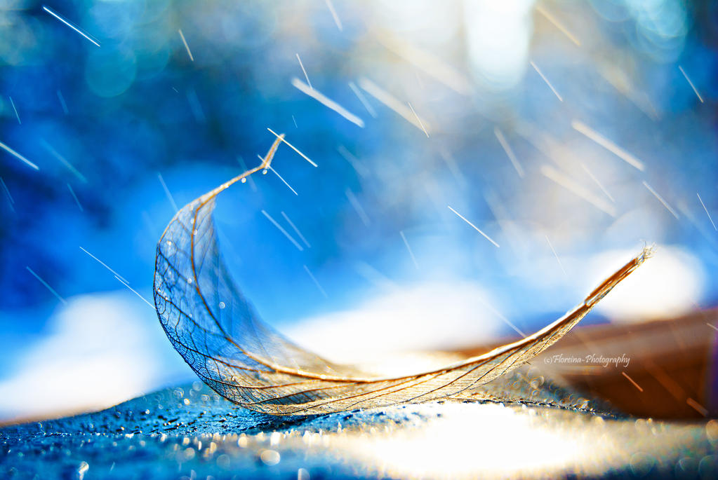 Golden leaf in rain