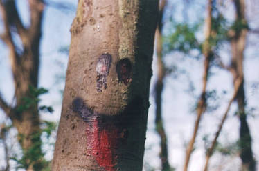 Tree Graffiti