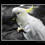 Cockatoo Too