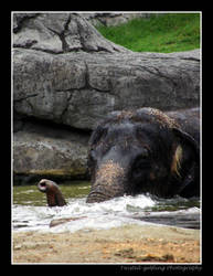 Elephant Bath