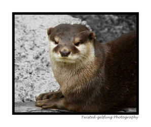 Otter Resting