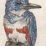 Belted Kingfisher Birdmark