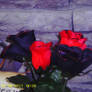 Black and Red Fake Roses.