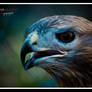 Eagle..