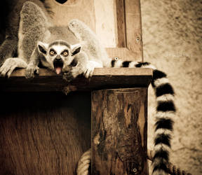 Amazed Lemur by tulutass