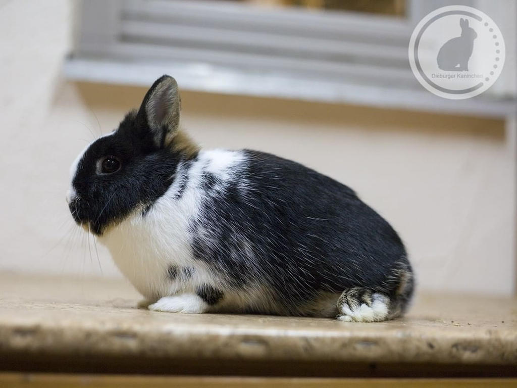 Mixed breed Rabbit by zwergloh on DeviantArt