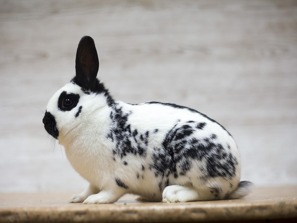 English Mini Papillon #15 - Nora by zwergloh on DeviantArt