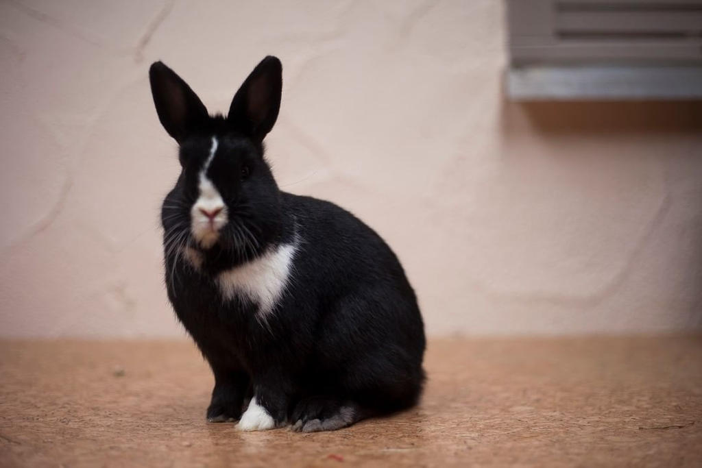 White Toe by zwergloh on DeviantArt