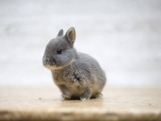 Baby dwarf rabbit by zwergloh