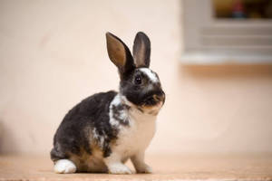 Mini Rex #29 - Zack