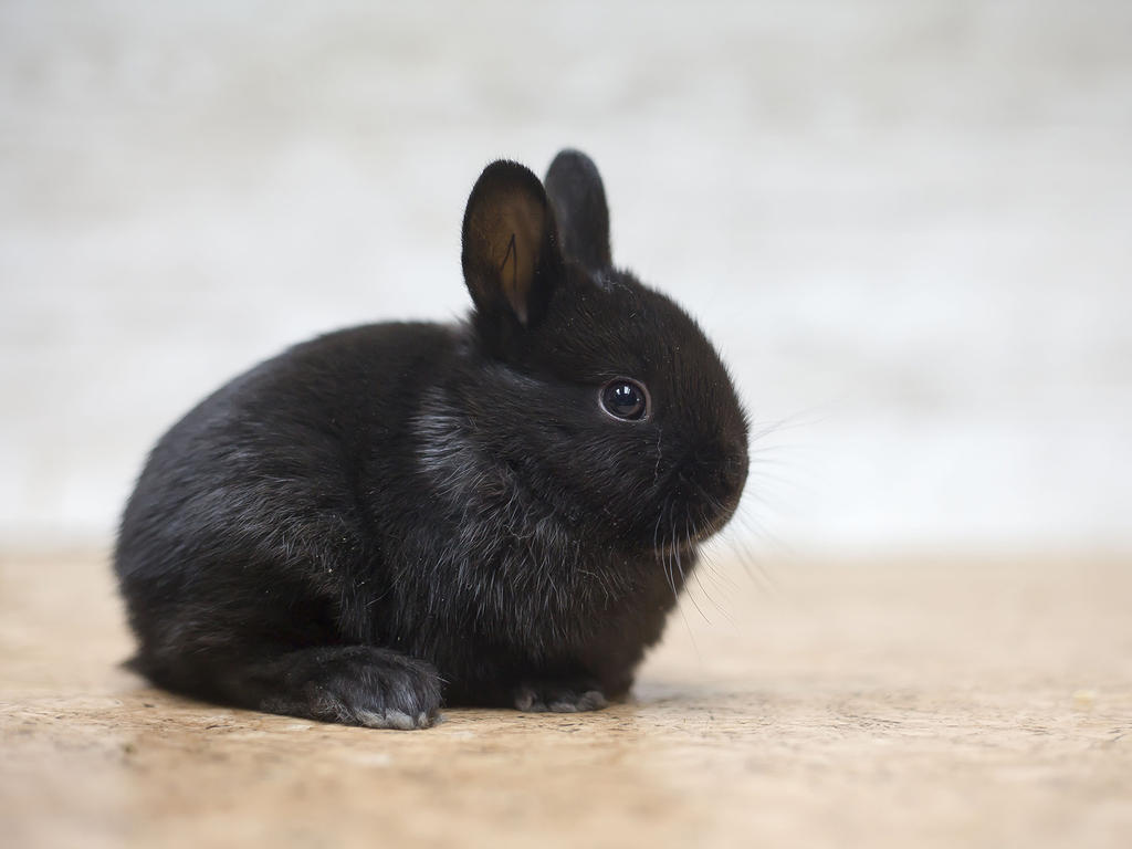 English Mini Papillon #48 by zwergloh on DeviantArt