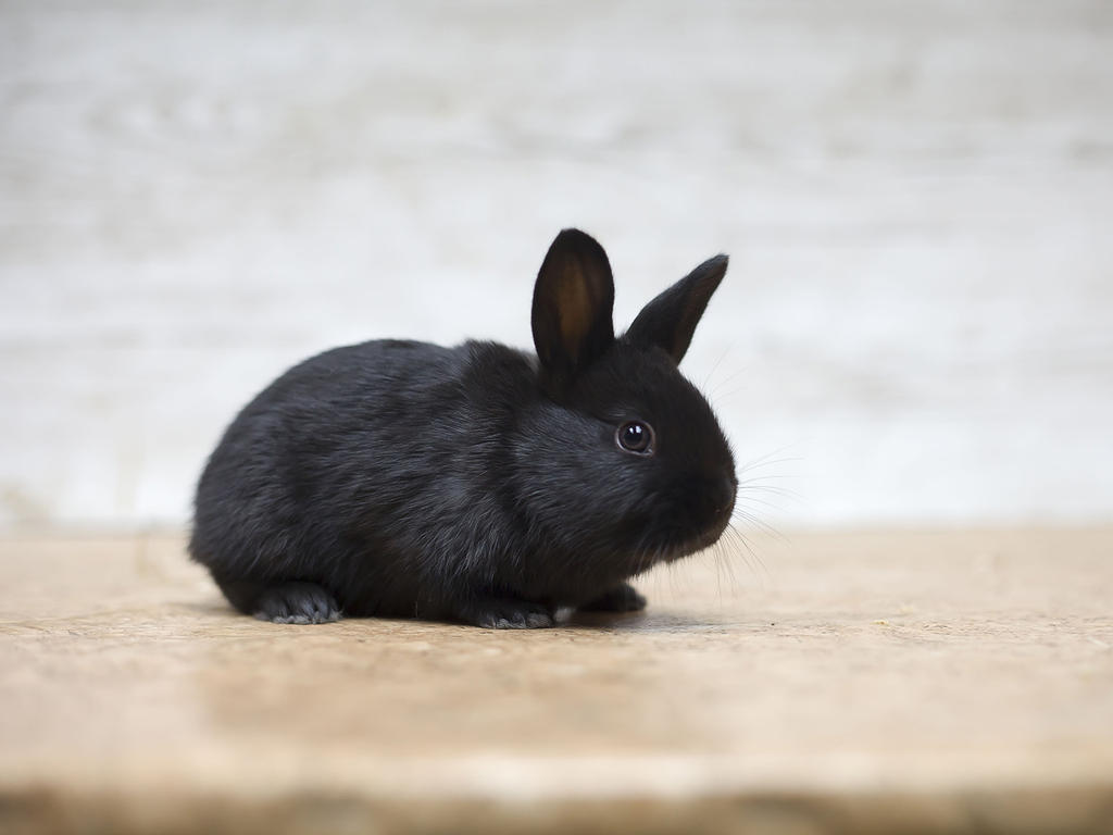 English Mini Papillon #50 by zwergloh on DeviantArt