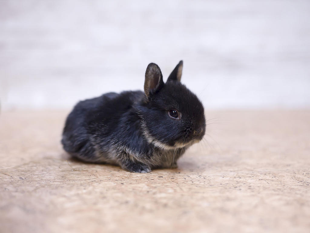 English Mini Papillon #51 by zwergloh on DeviantArt