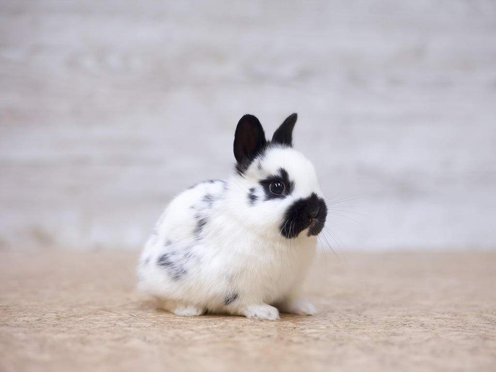 English Mini Papillon #52 by zwergloh on DeviantArt