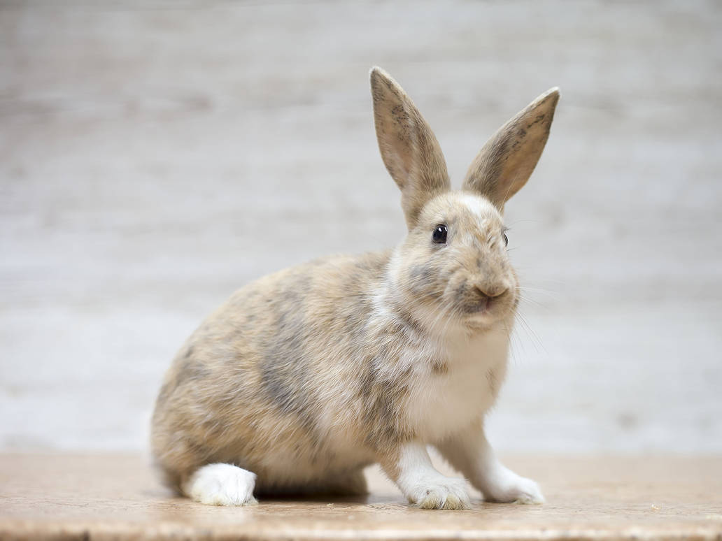 English Mini Papillon #81 by zwergloh on DeviantArt