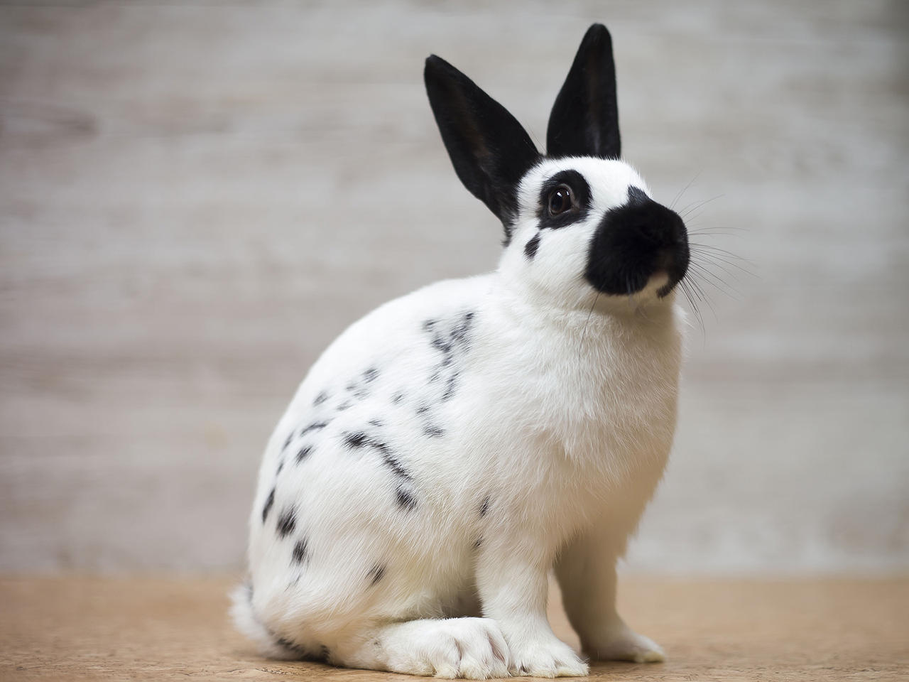 Mini Papillian Rabbit English Mini Papillon #85 by zwergloh on DeviantArt