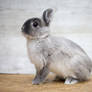 Netherland Dwarf #543