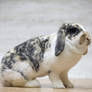 Holland Lop #238
