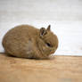Netherland Dwarf #605