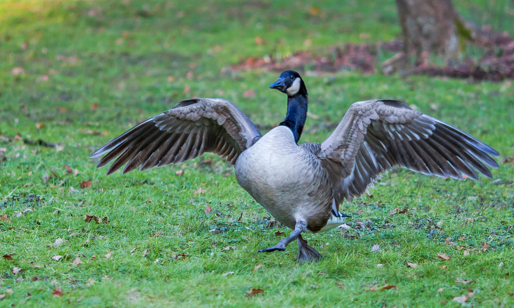 Goose Step by Drax242 on DeviantArt