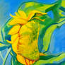 About a sunflower