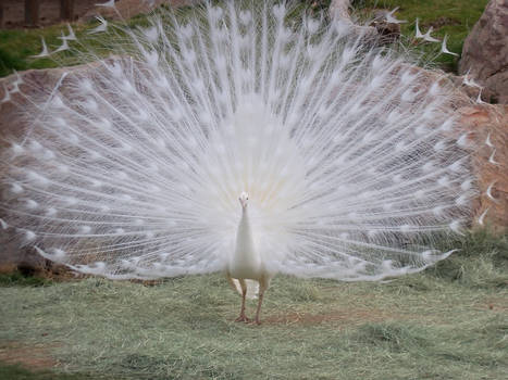 albino peacock?