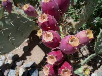 prickly pear