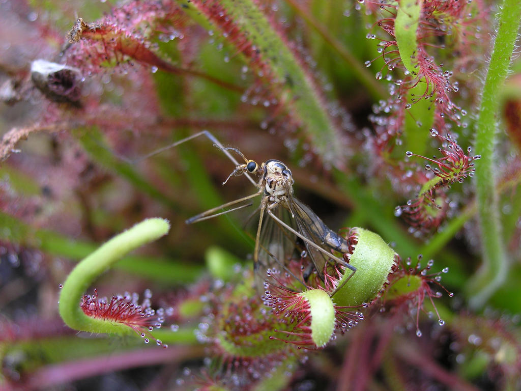 Crane Fly Got Caught Up