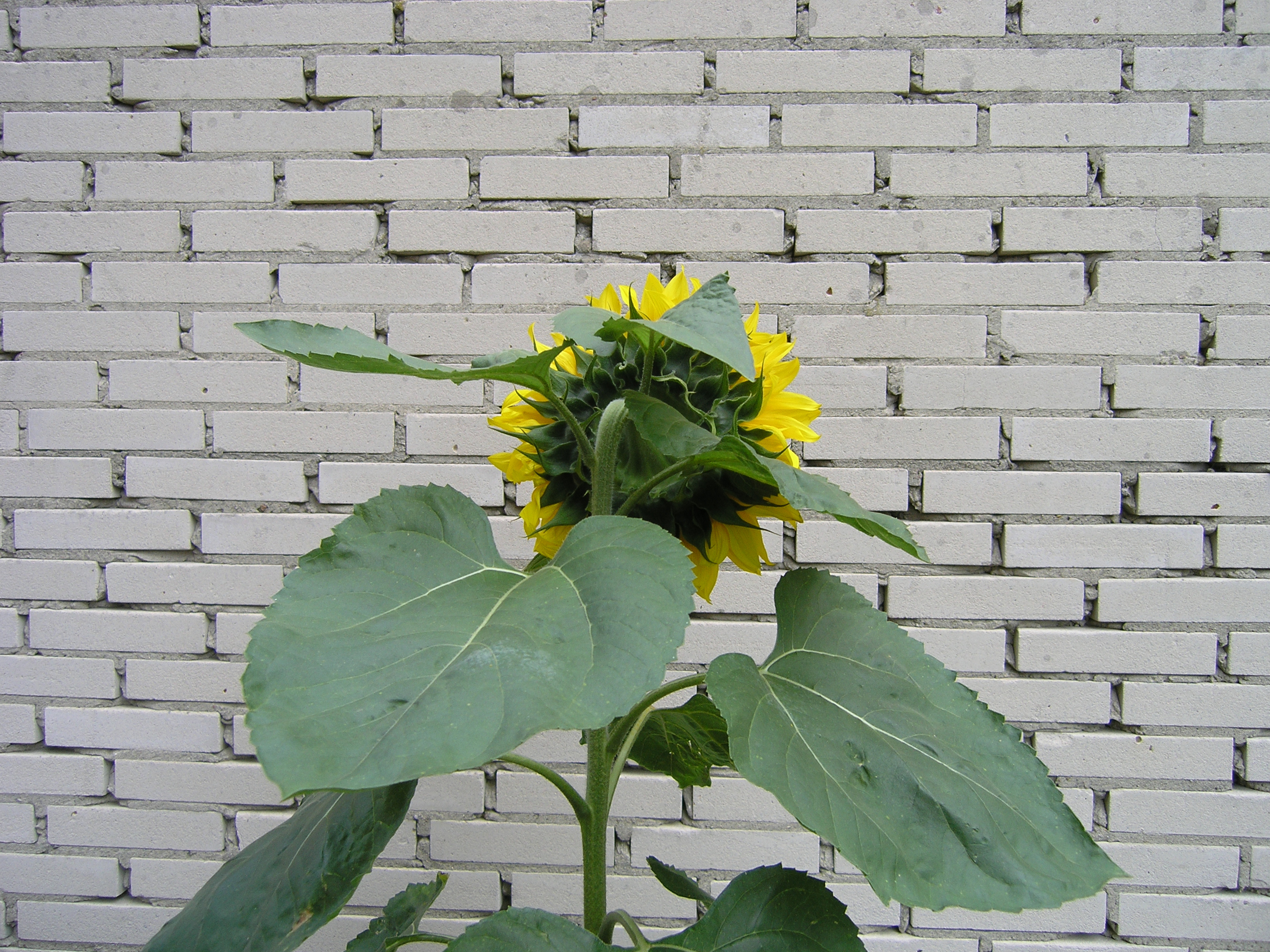 Contemplative Sunflower