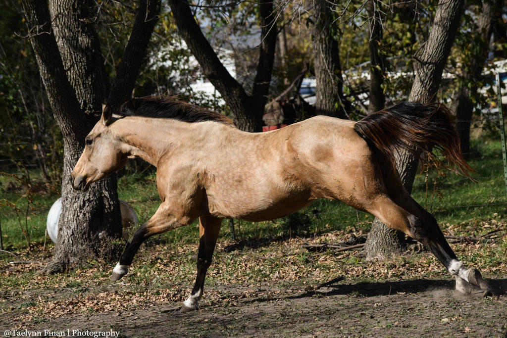 Buckskin mare by CottonCandyHorse on DeviantArt Mahler symphony no 2 best recording