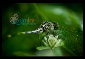 Green Dragonfly