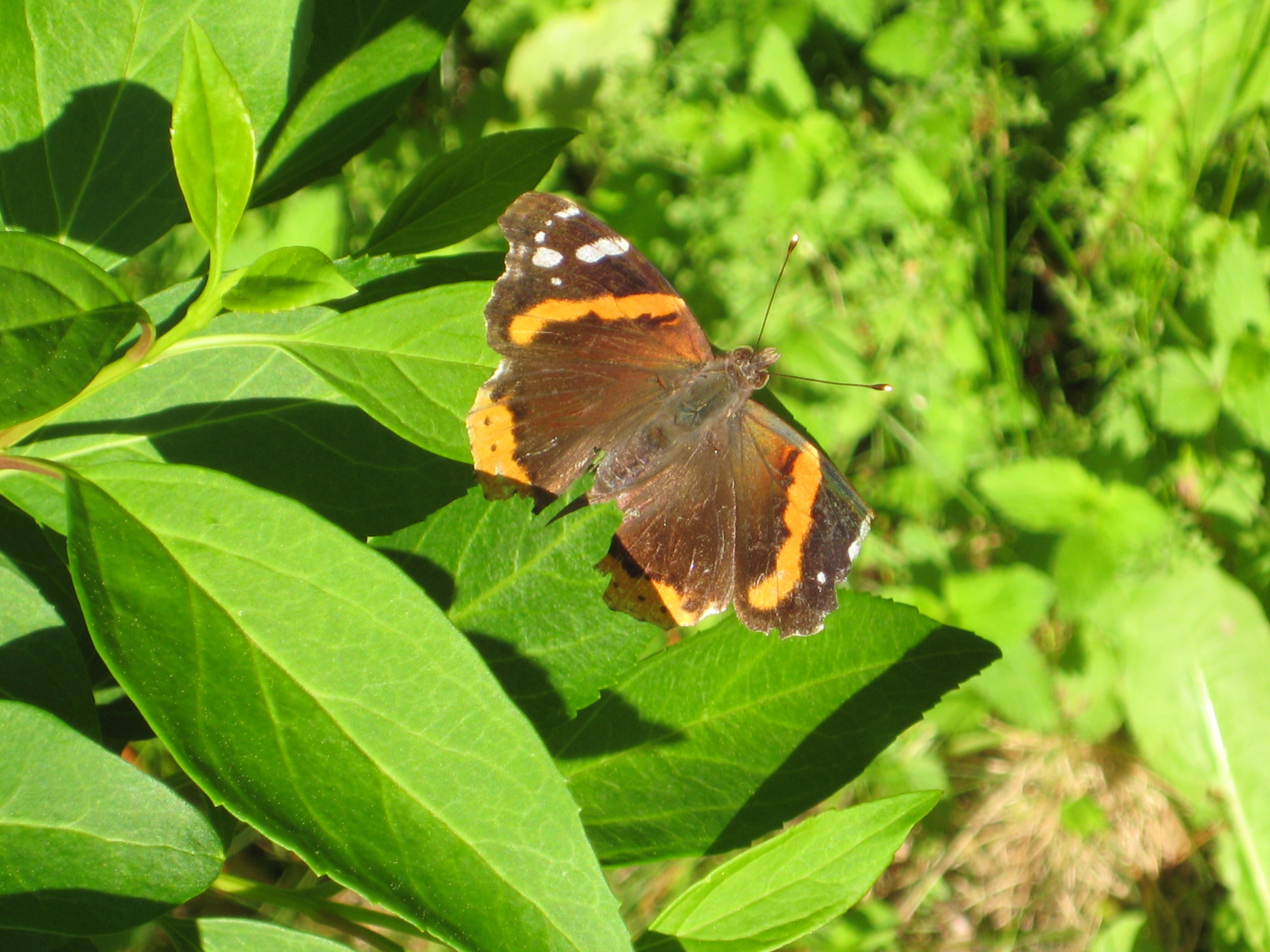 Orange Brown Butterfly stock