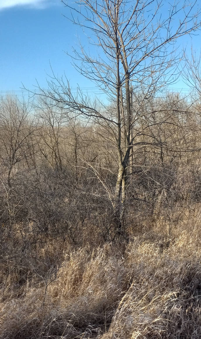 Nebraska Razor Bush Nebraska bush by mannley on DeviantArt