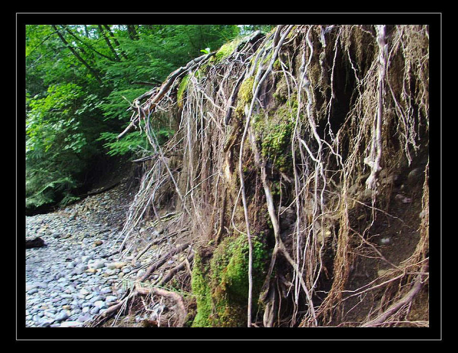 Eclipsed Roots Roots by Eiskonigin on DeviantArt