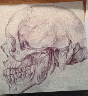 Fragile Skull - left-side profile | biro portrait